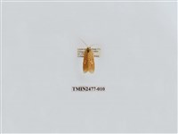 藏品(紅斑美苔蛾)的圖片